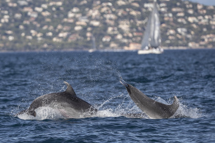 26 09 2020, Saint-Tropez (FRA,83), Les Voiles de Saint-Tropez 2020, Day 1, Training, Finish Yacht Club de France Cup Cannes - Saint-Tropez